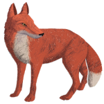 Illustration of a fox